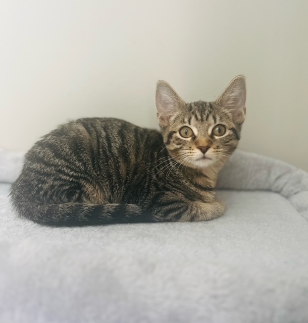 Cat for adoption Honey (Bonded with Hazel), a Domestic Short Hair in