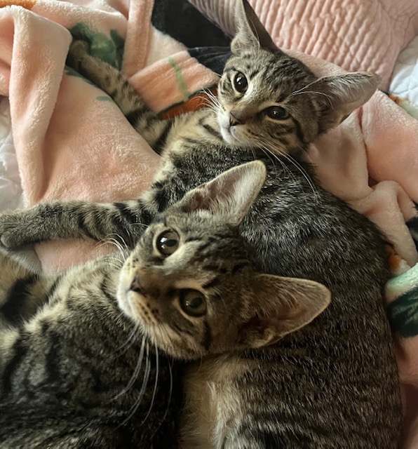 Cat for adoption Honey (Bonded with Hazel), a Domestic Short Hair in