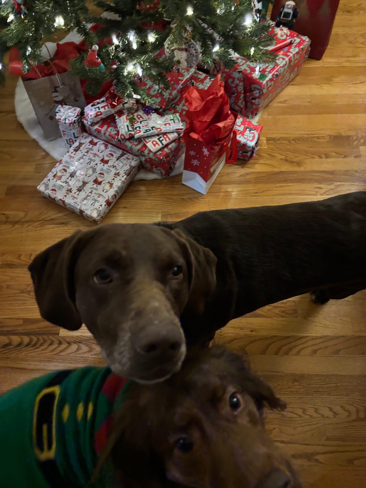 Tex, a ADOPTABLE mixed breed in Elkton, MD image 2/2