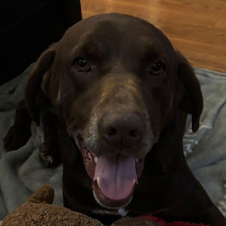 Tex, ADOPTABLE, Adult Male Labrador Retriever.