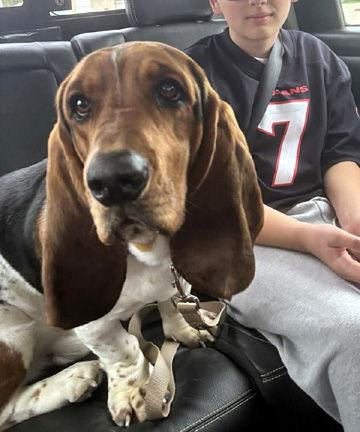 CHARLIE, Adopted, Young Male Basset Hound.