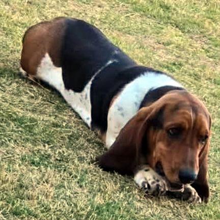 Enlarge CHARLIE, a Adopted Basset Hound in Mays Landing, NJ image 2/3