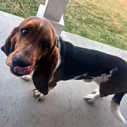 Enlarge CHARLIE, a Adopted Basset Hound in Mays Landing, NJ image 3/3