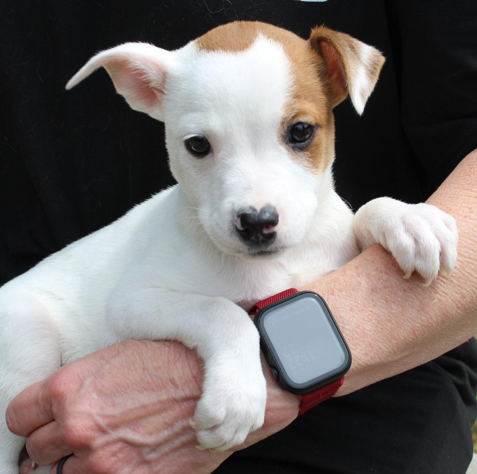 Enlarge Judge Milian 43406, a Adopted Terrier in Prattville, AL image 1/3