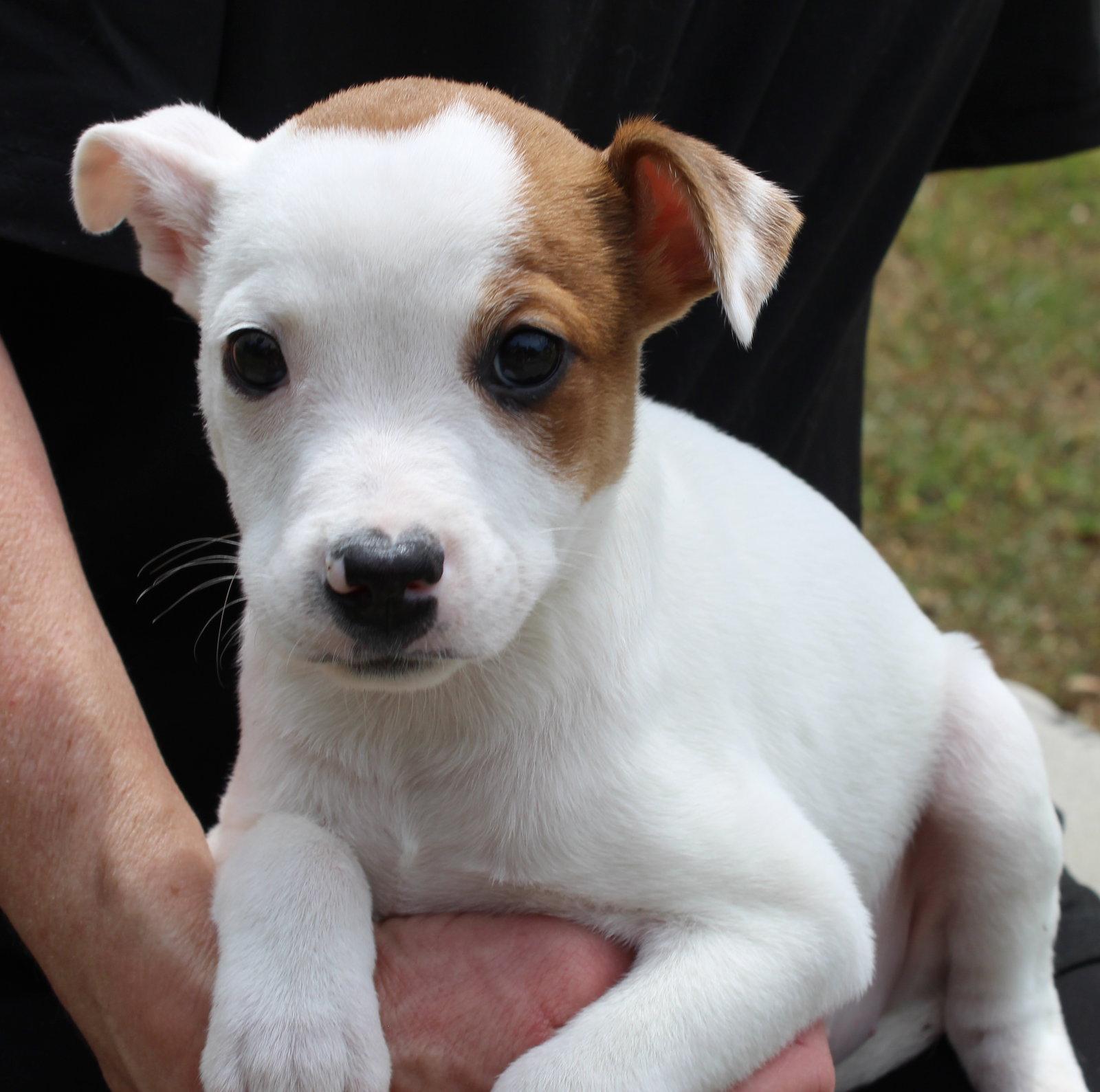 Enlarge Judge Milian 43406, a Adopted Terrier in Prattville, AL image 2/3