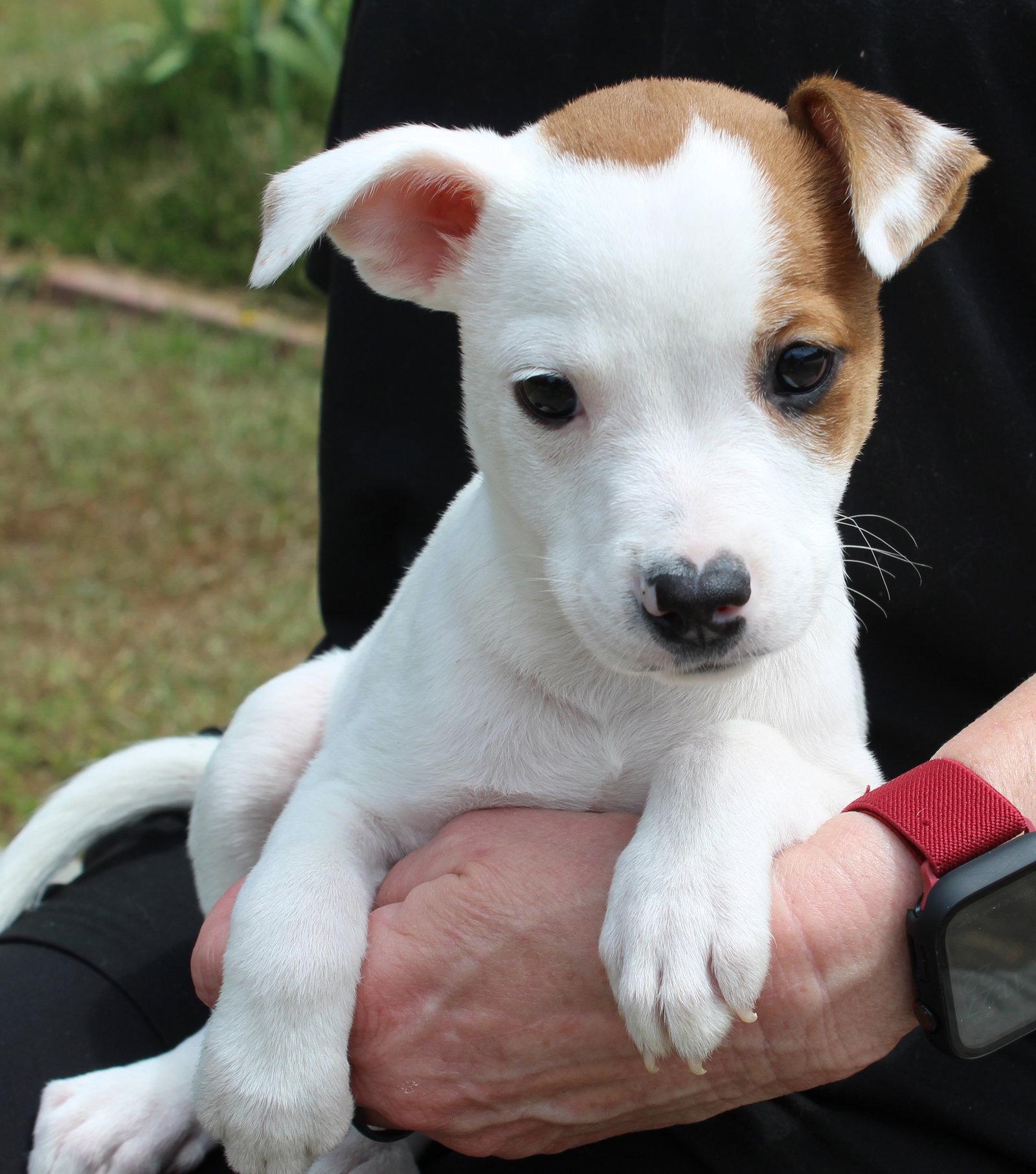 Enlarge Judge Milian 43406, a Adopted Terrier in Prattville, AL image 3/3