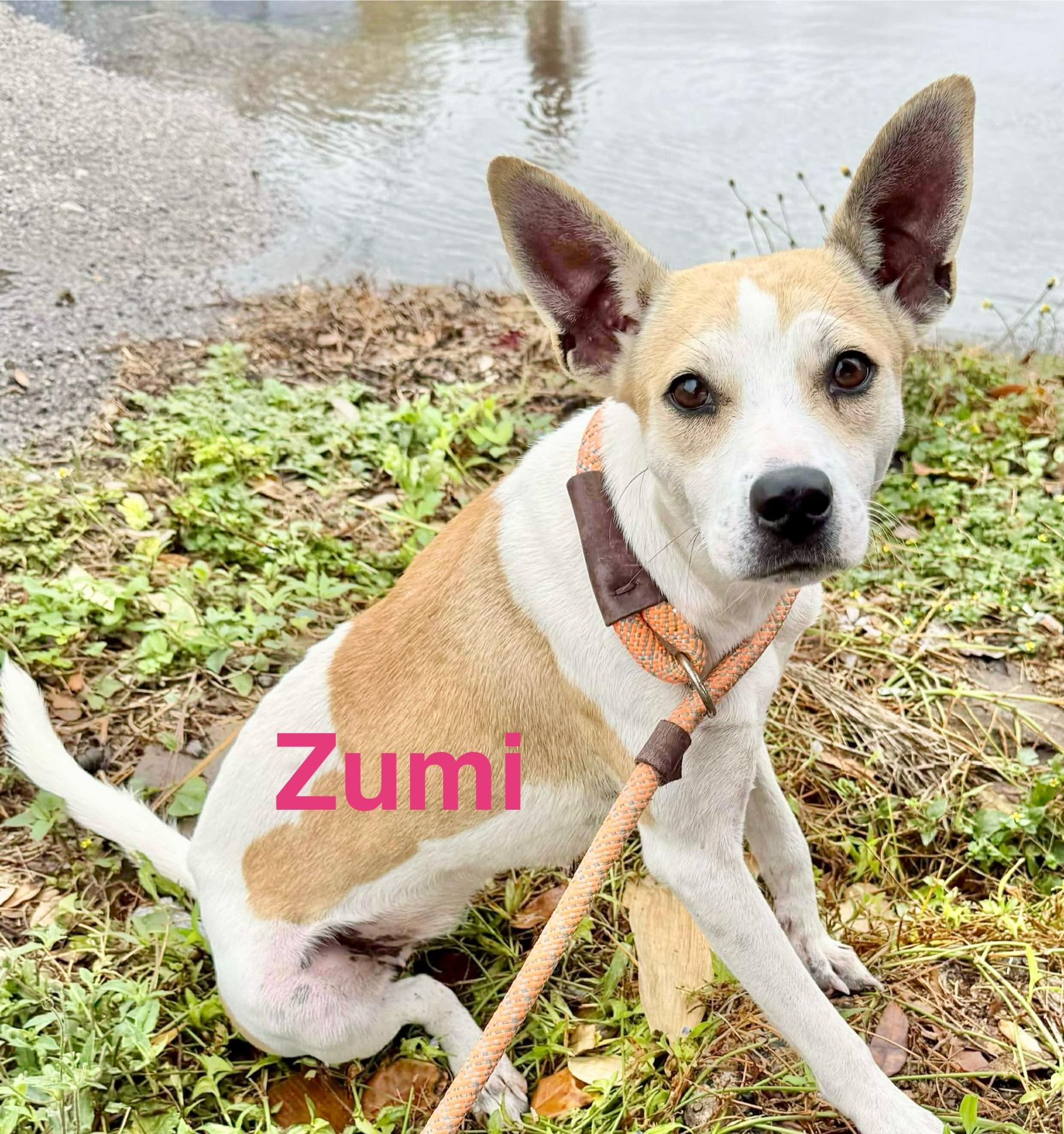 Zumi