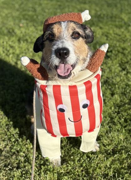 Mack, Adoptable, Adult Male Australian Terrier & Mixed Breed.