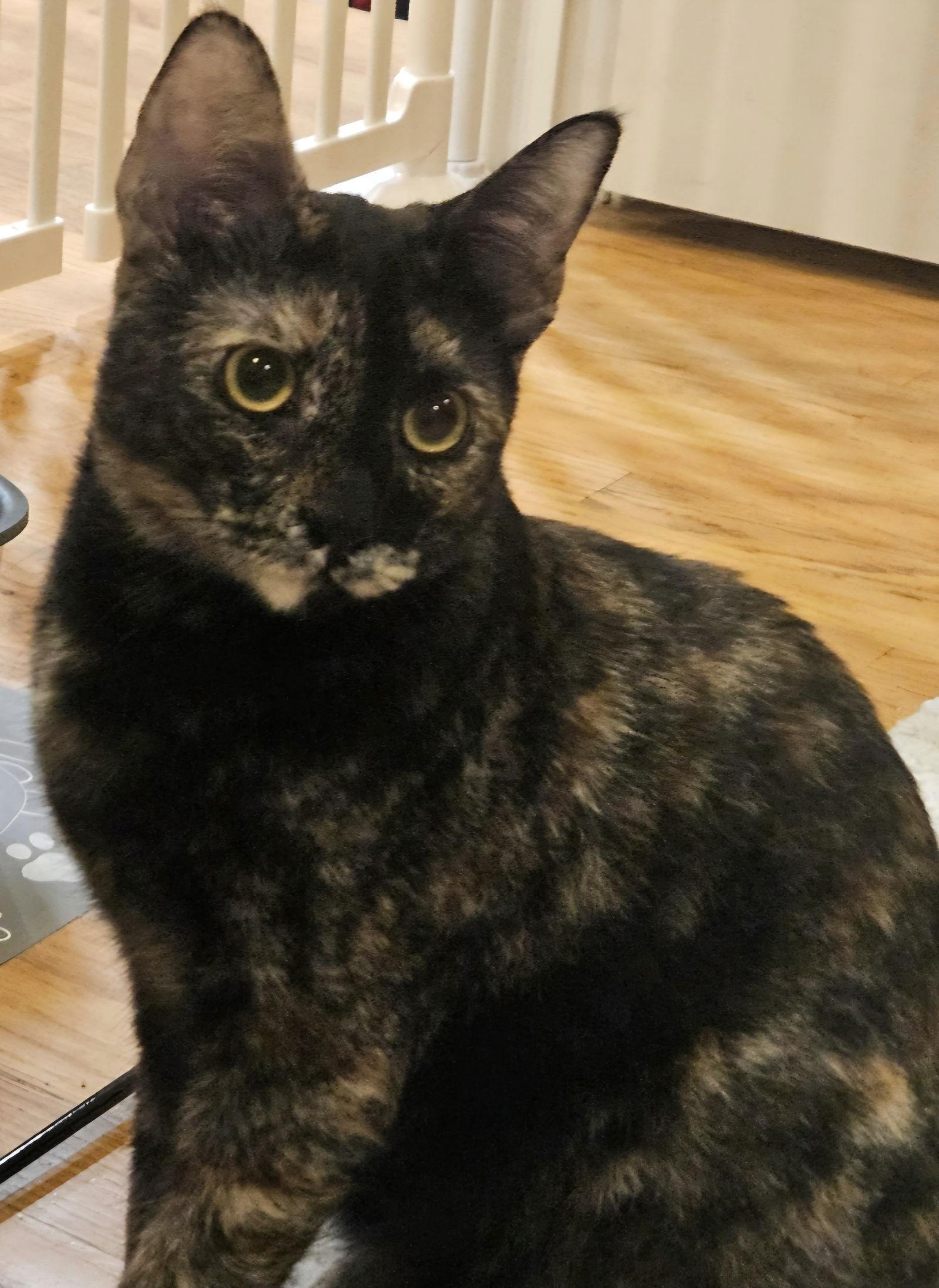 Enlarge Caramel, a Adoptable mixed breed in Campbell, CA image 2/2