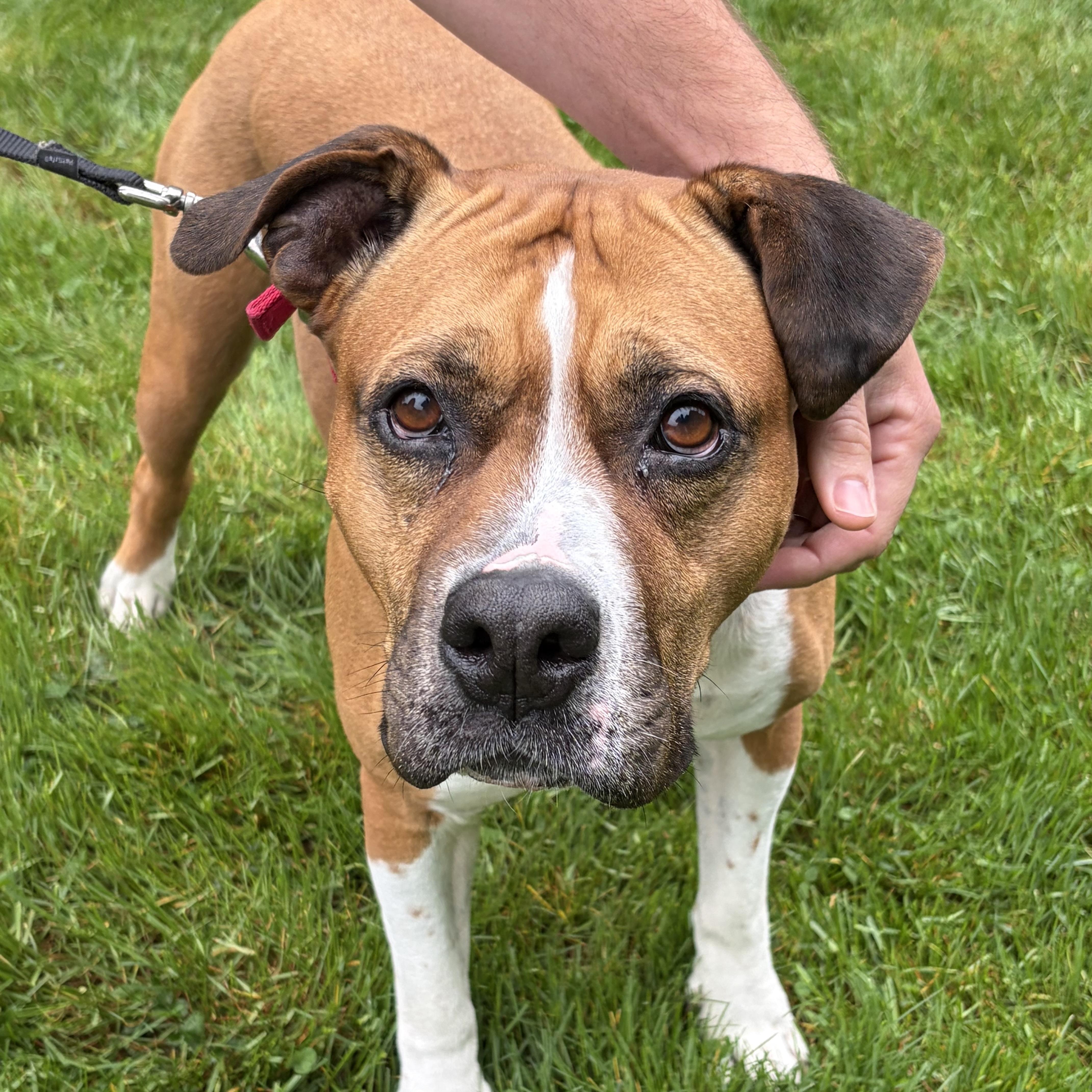Enlarge Xena, a ADOPTABLE mixed breed in Elizabethtown, PA image 3/6