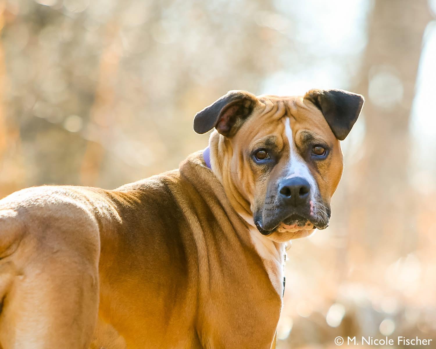 Enlarge Xena, a ADOPTABLE mixed breed in Elizabethtown, PA image 2/6