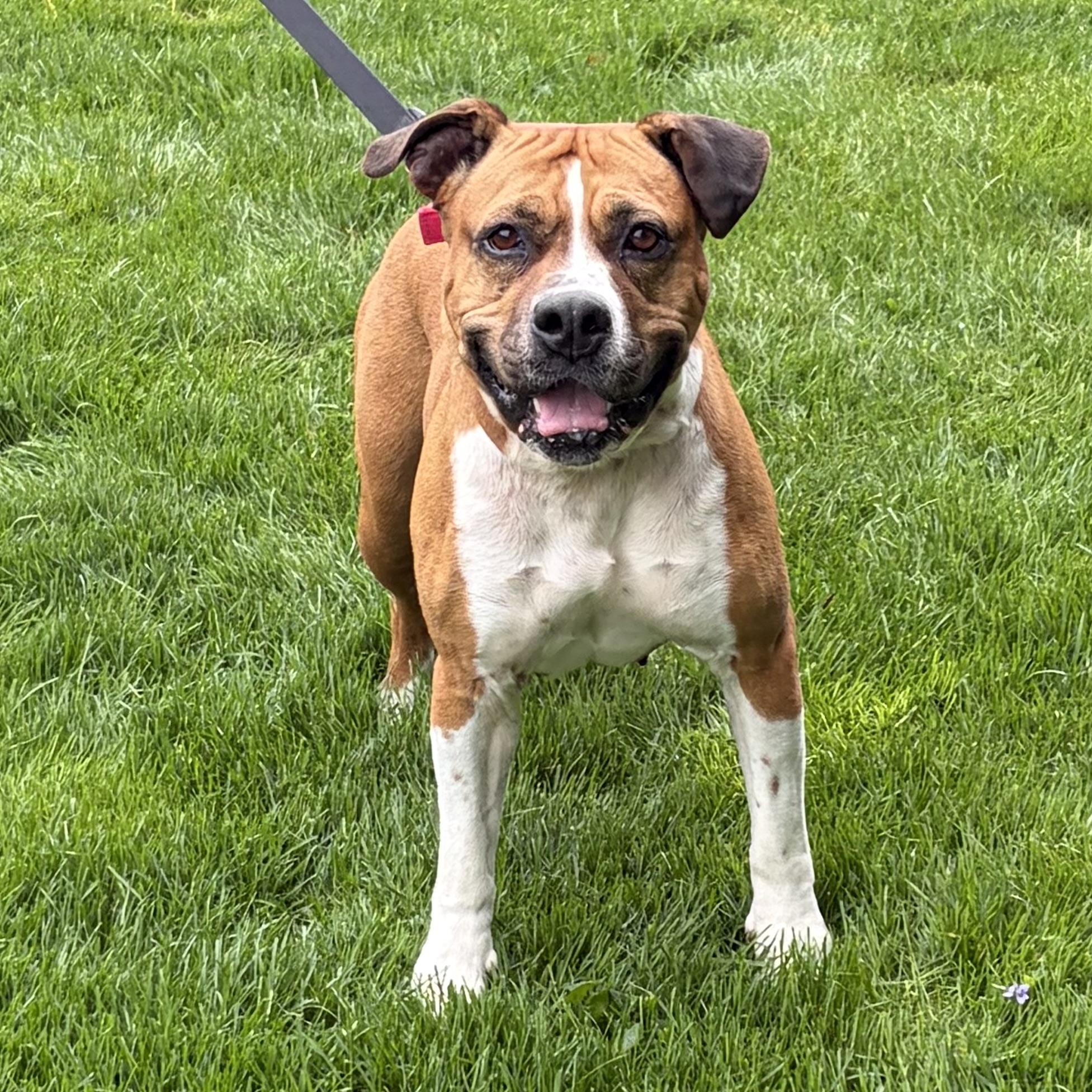 Xena, ADOPTABLE, Adult Female Boxer.