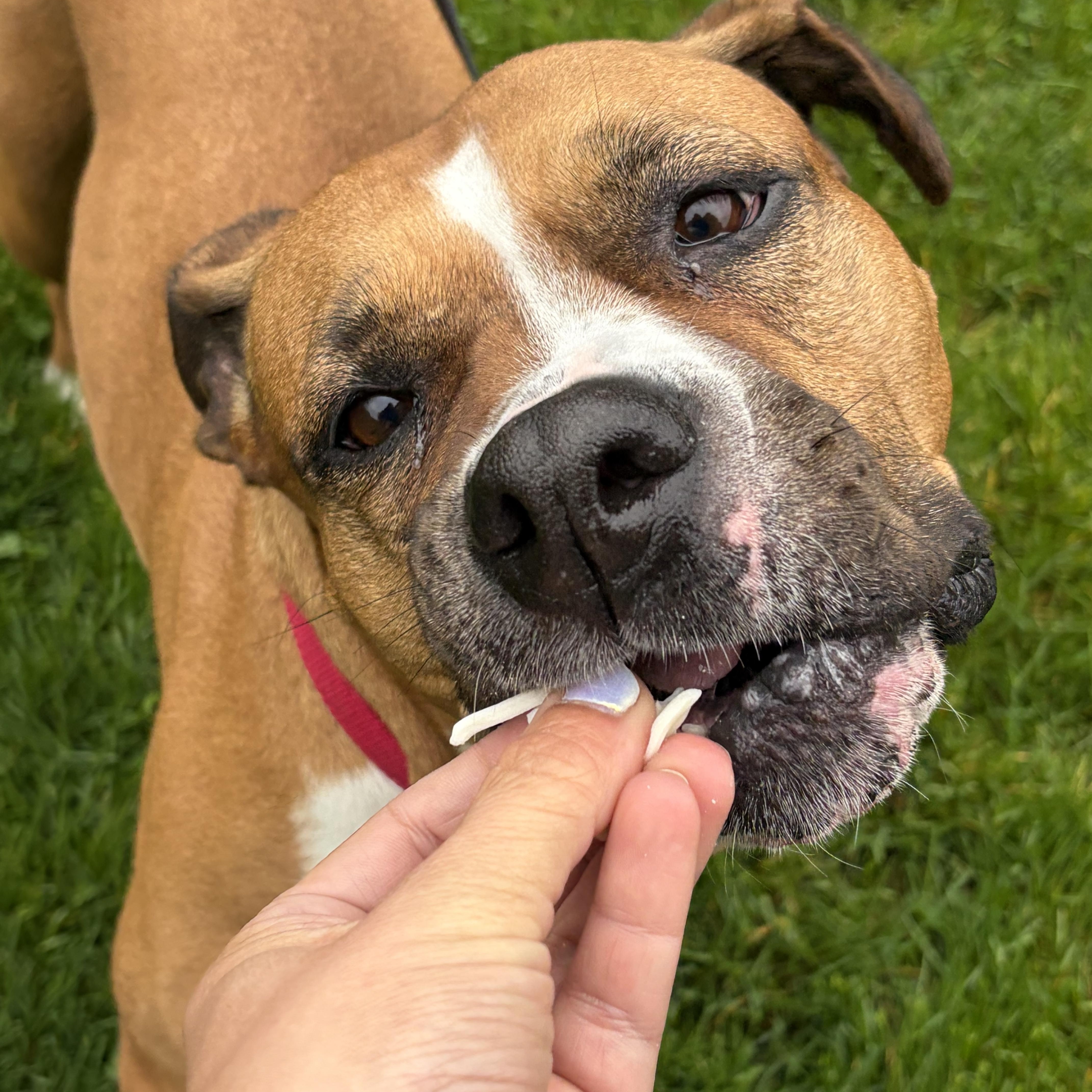Enlarge Xena, a ADOPTABLE mixed breed in Elizabethtown, PA image 4/6