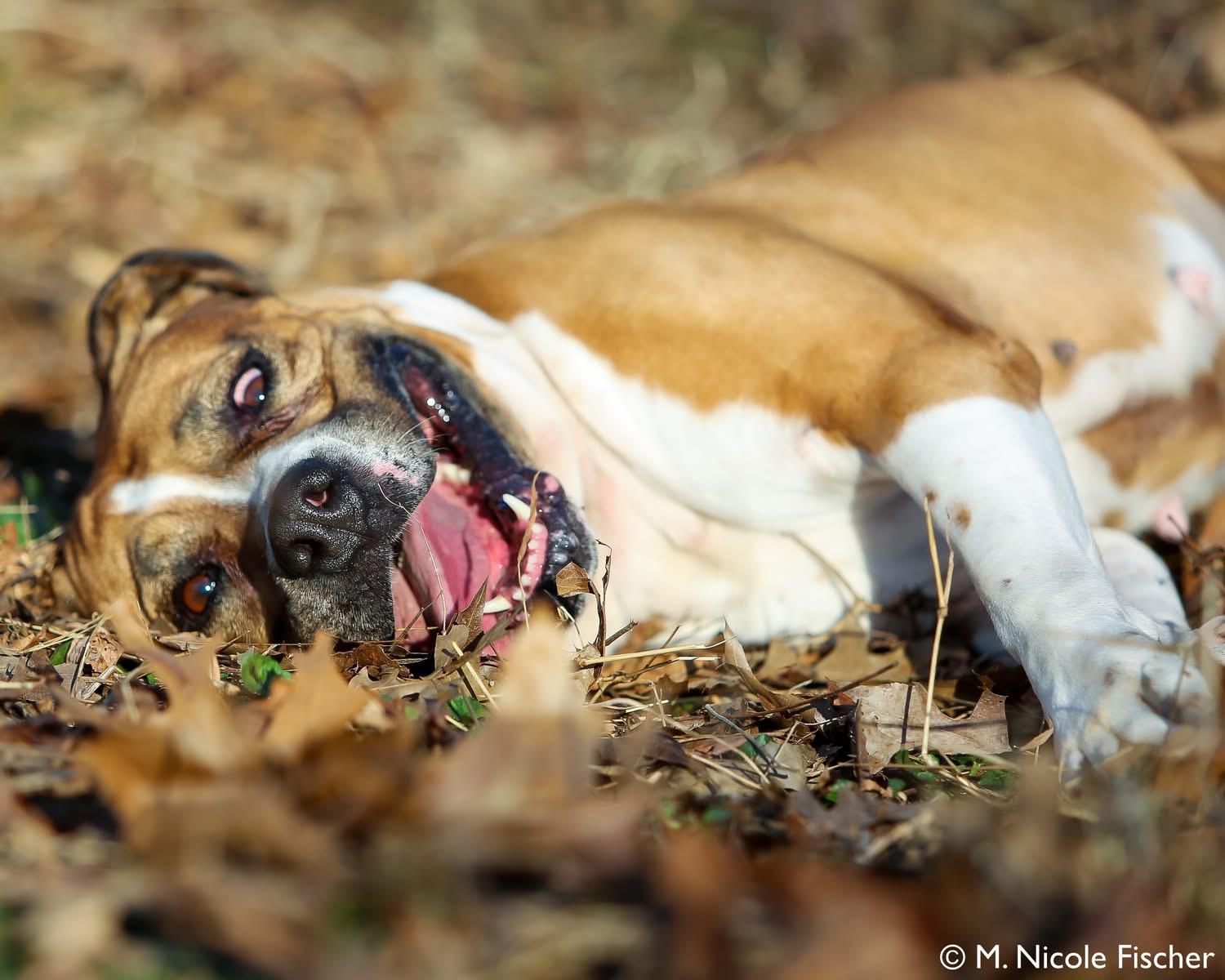 Enlarge Xena, a ADOPTABLE mixed breed in Elizabethtown, PA image 6/6
