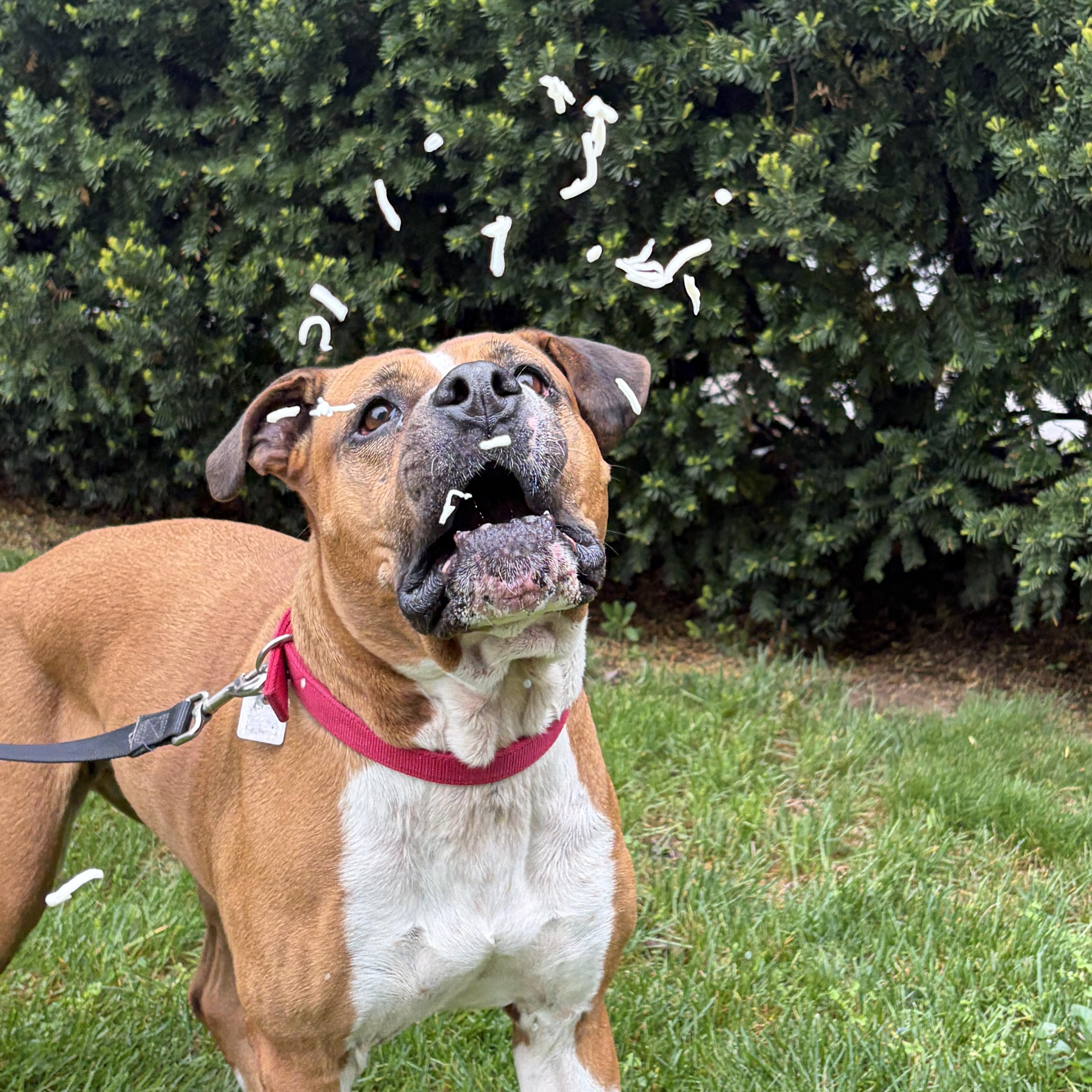Enlarge Xena, a ADOPTABLE mixed breed in Elizabethtown, PA image 5/6