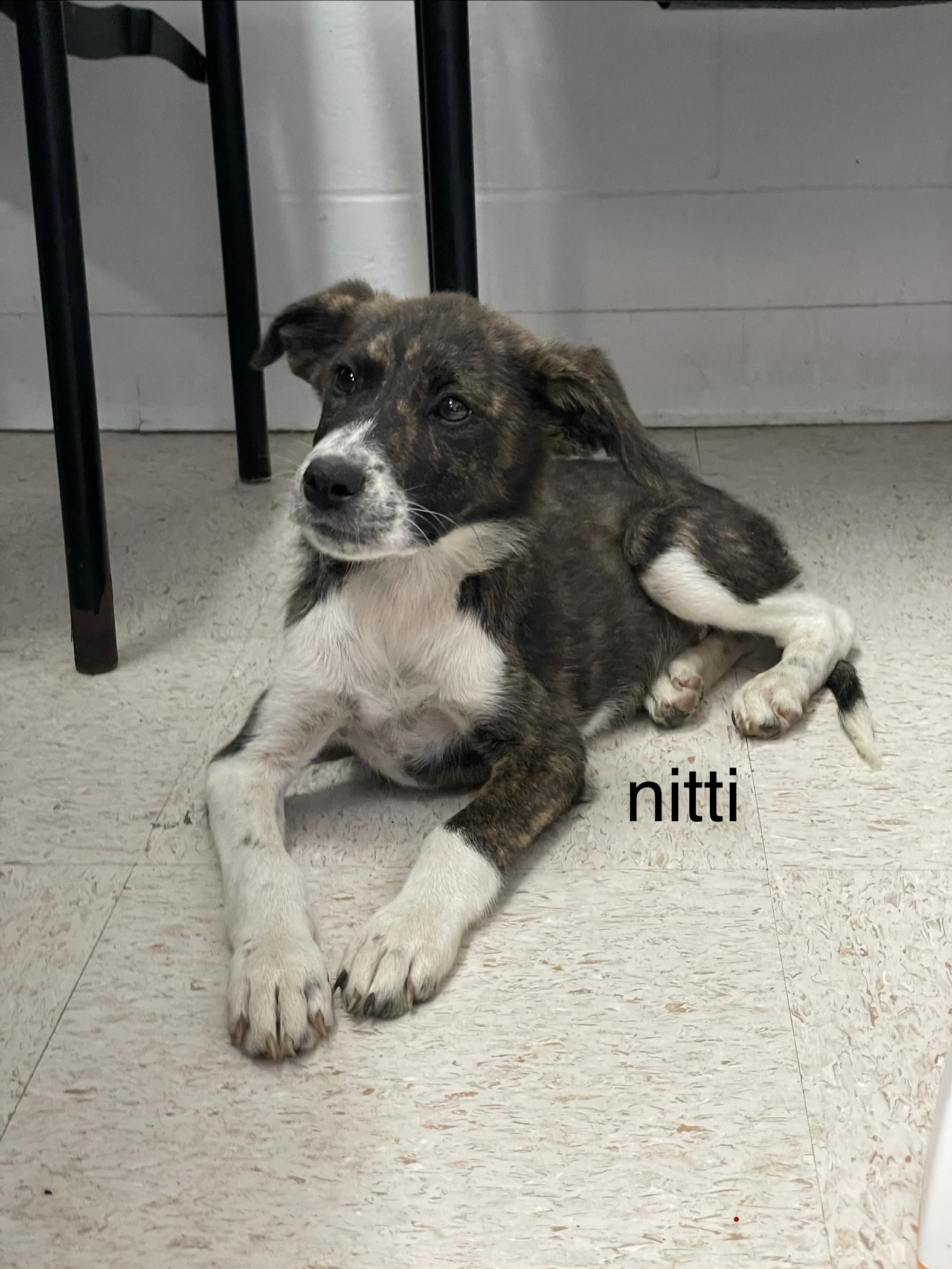 Enlarge Nitti, a Adoptable mixed breed in Mount Sterling, KY image 1/1