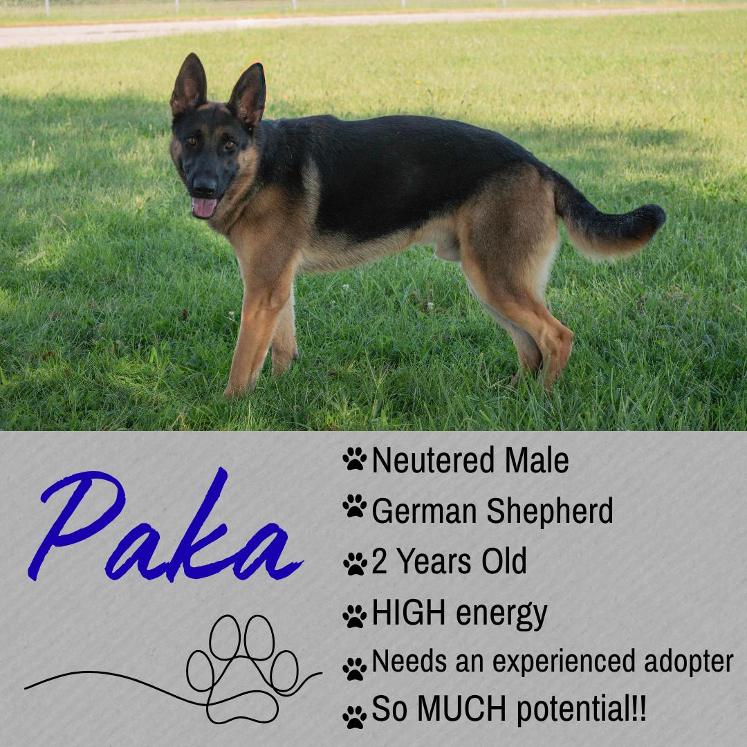 Paka, Adoptable, Adult Male German Shepherd Dog.