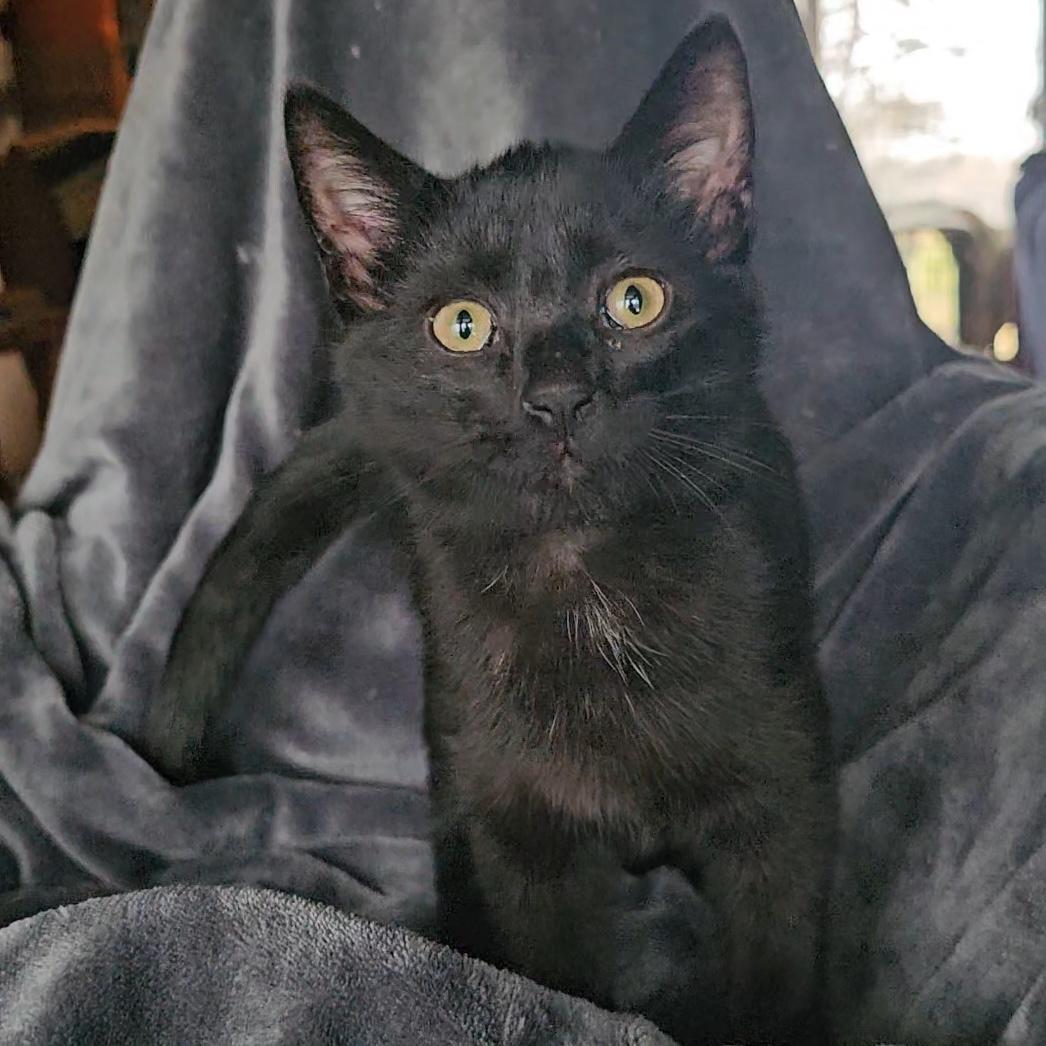 Tiger, ADOPTABLE, Kitten Male Domestic Short Hair.