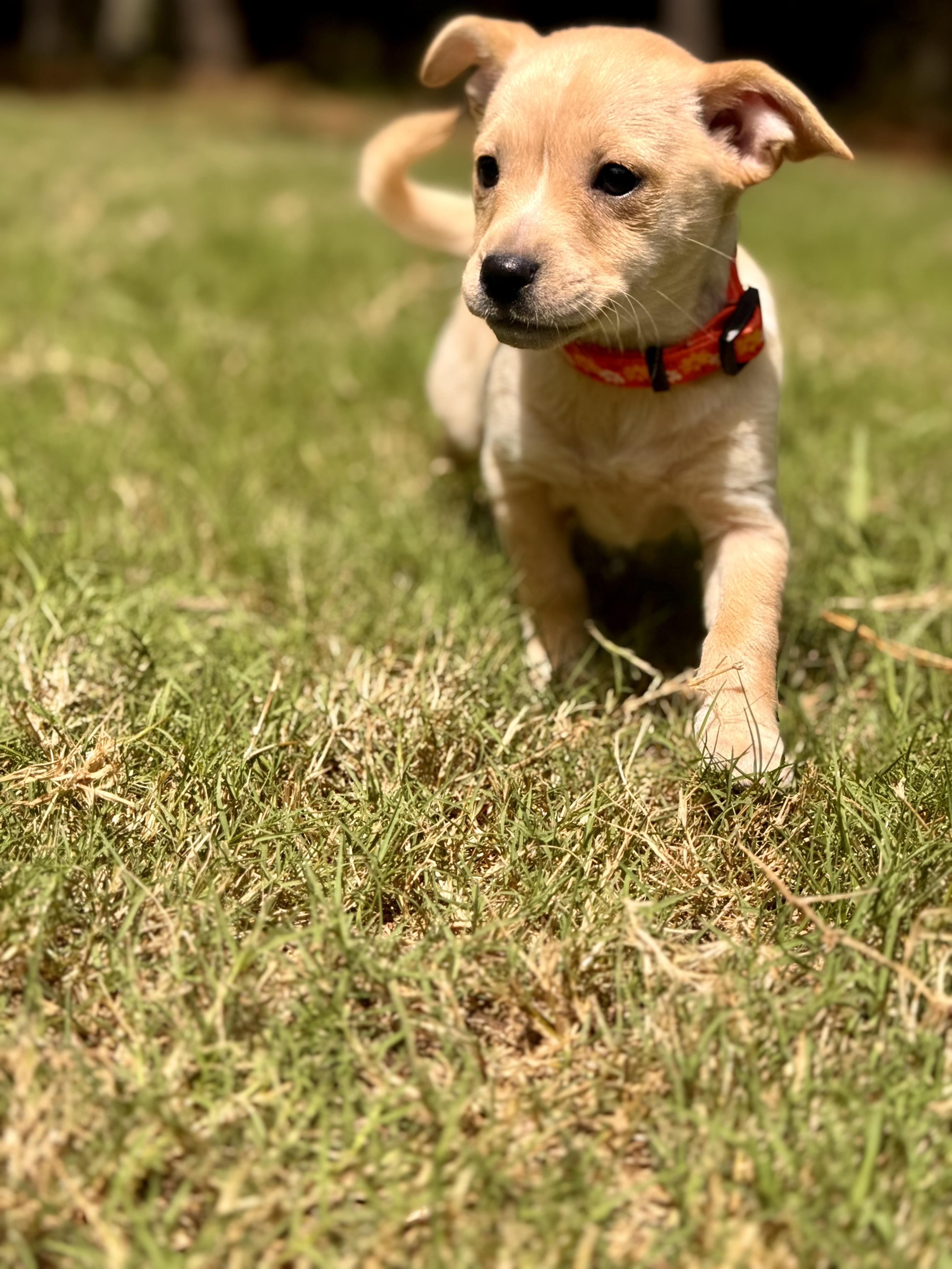 Izzy