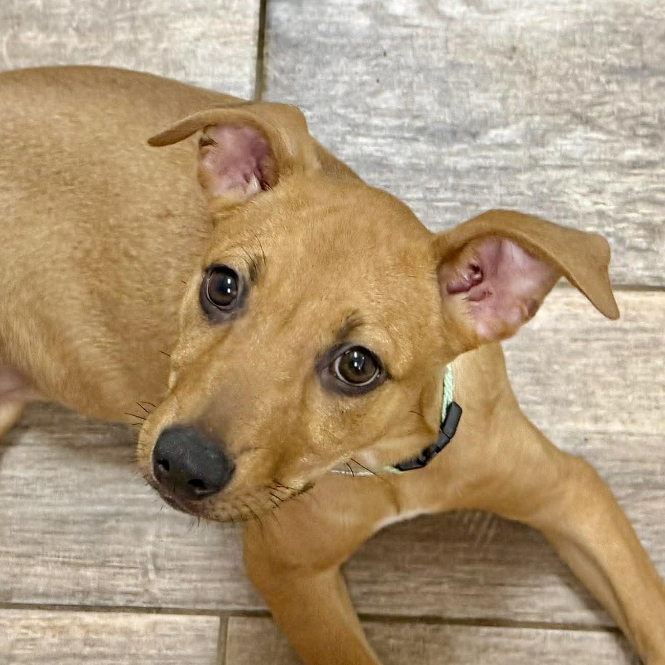 Penny, Adoptable, Puppy Female Labrador Retriever.