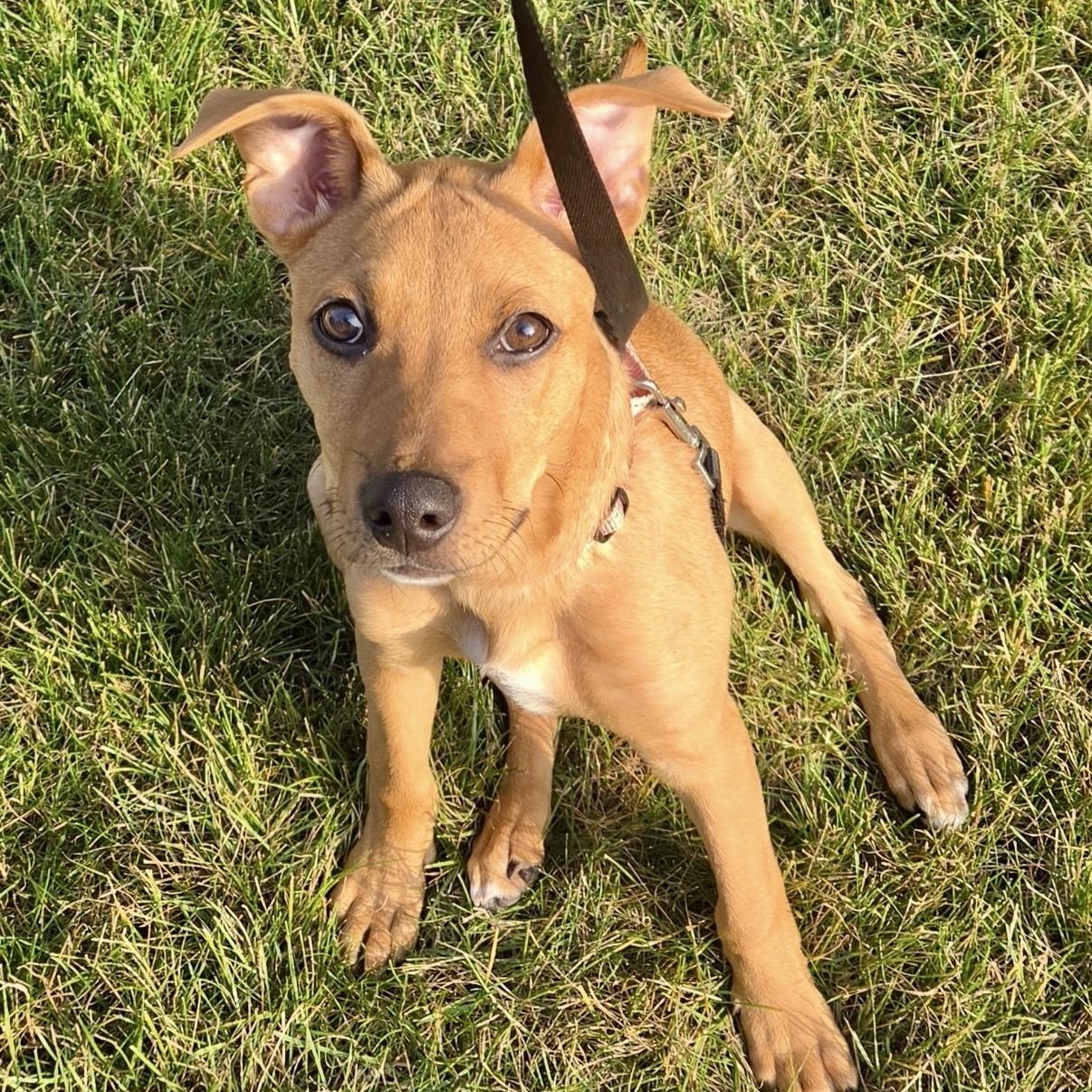 Penny, a Adoptable mixed breed in Seattle, WA image 5/6