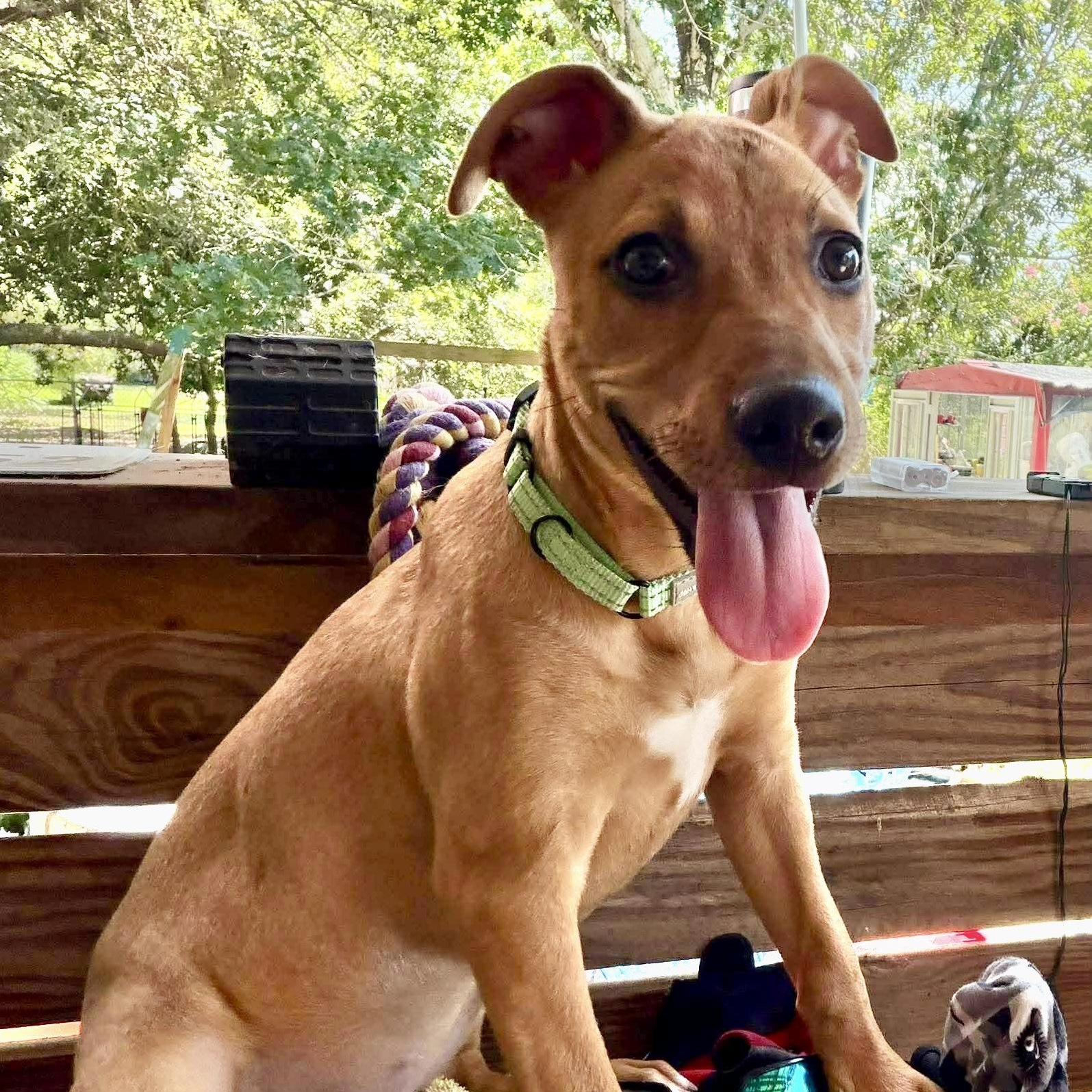 Penny, a Adoptable mixed breed in Seattle, WA image 4/6