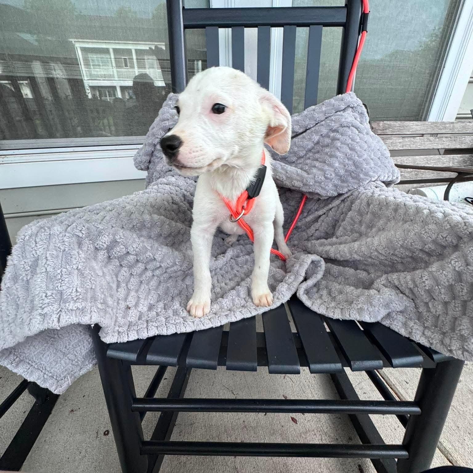 Jason, a ADOPTABLE mixed breed in Wando, SC image 5/5