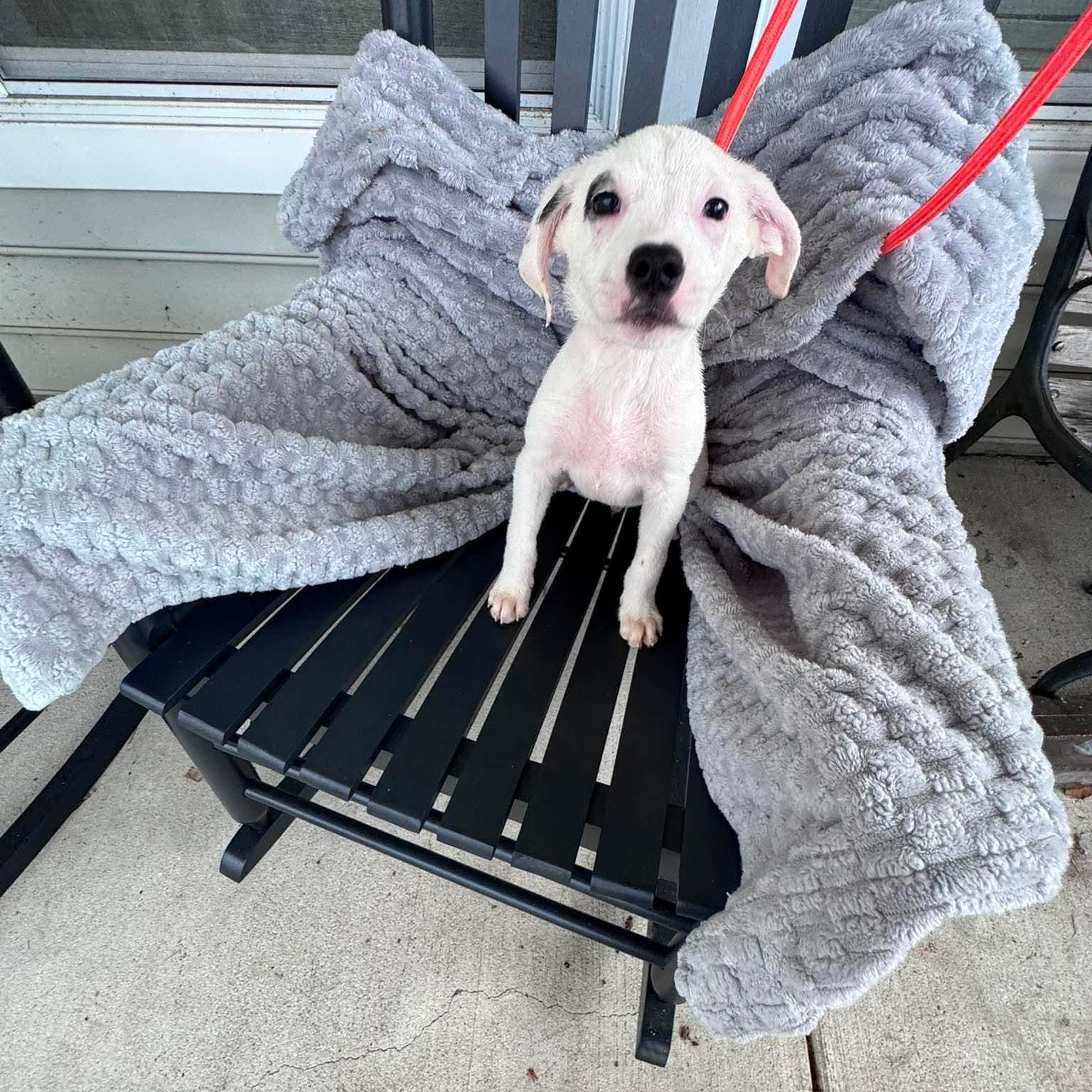 Jason, a ADOPTABLE mixed breed in Wando, SC image 4/5