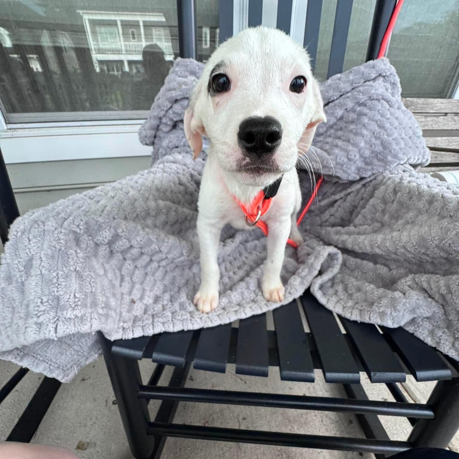 Jason, ADOPTABLE, Puppy Male Hound.