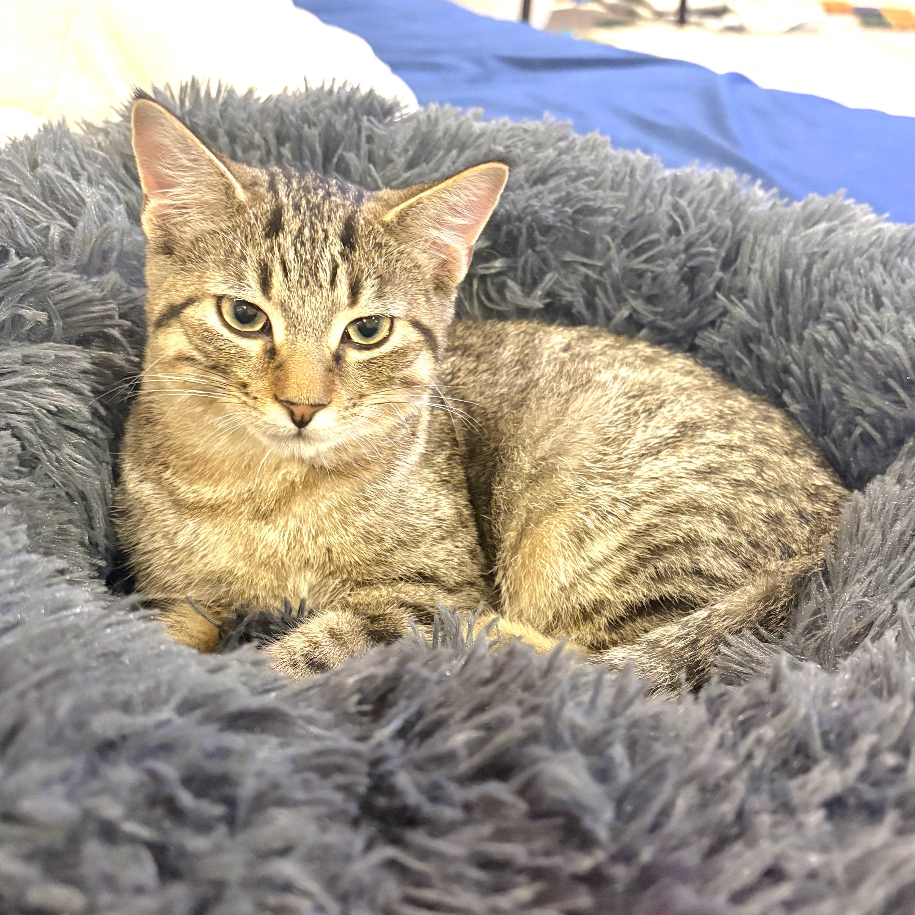 Enlarge Claus, a Adoptable mixed breed in Lombard, IL image 1/4