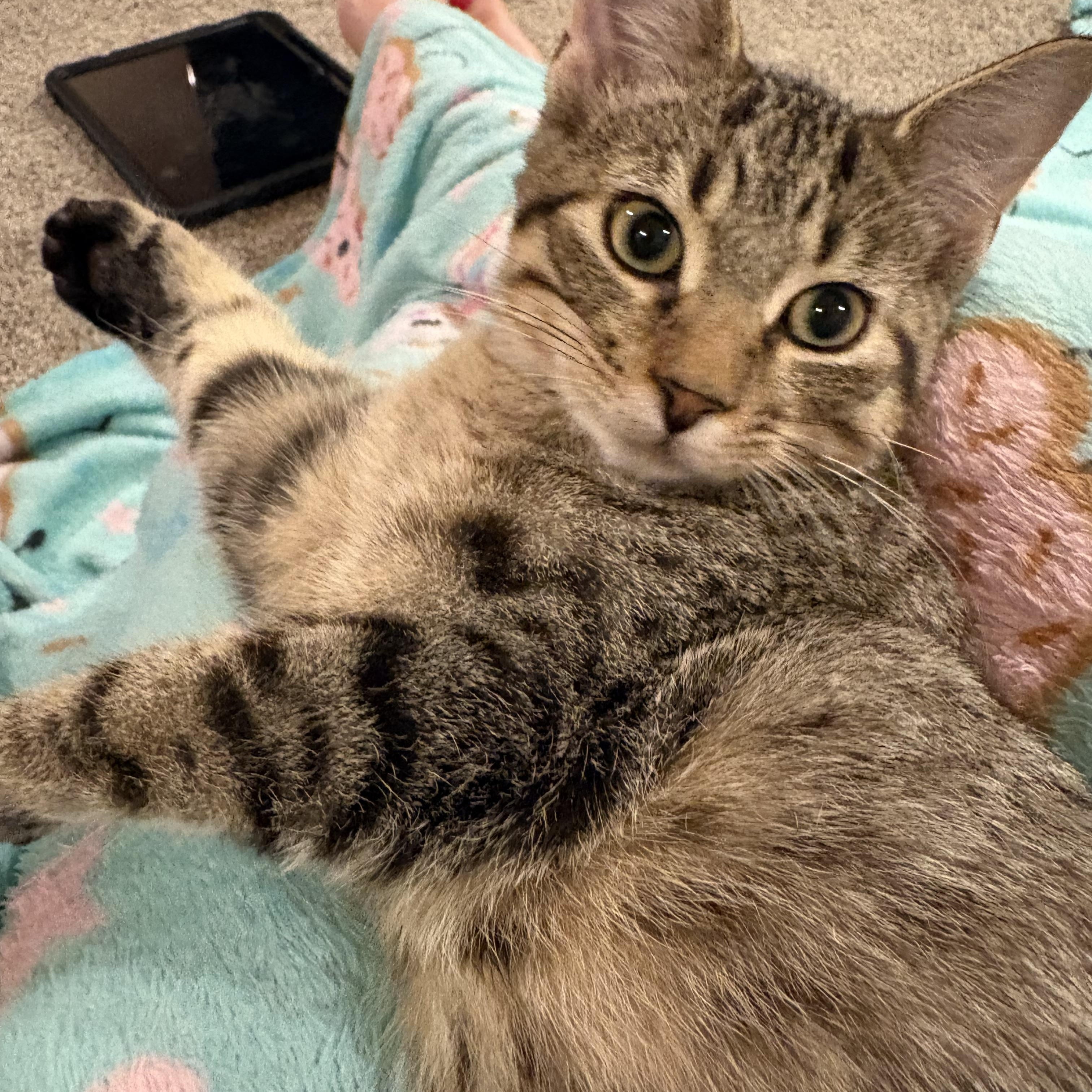 Enlarge Claus, a Adoptable mixed breed in Lombard, IL image 2/4