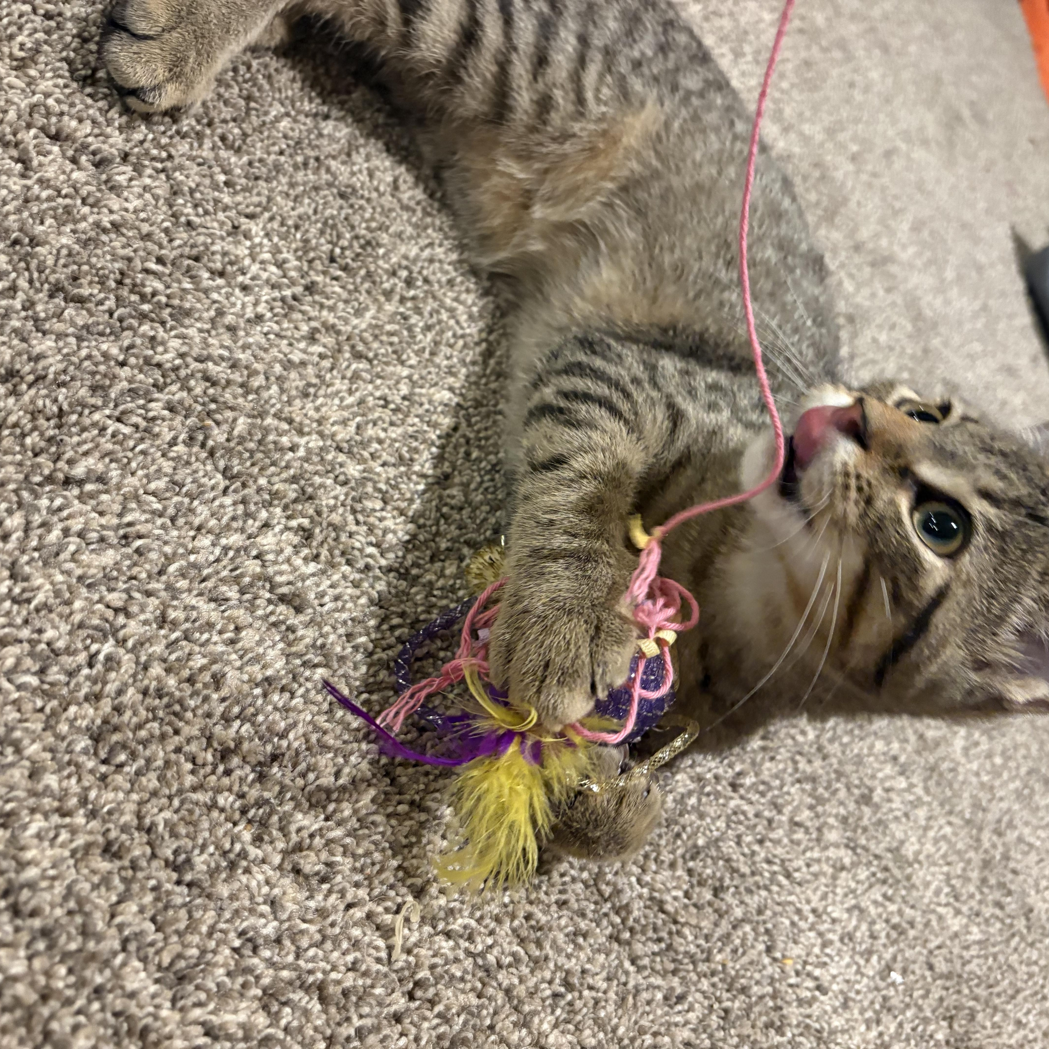 Enlarge Claus, a Adoptable mixed breed in Lombard, IL image 3/4