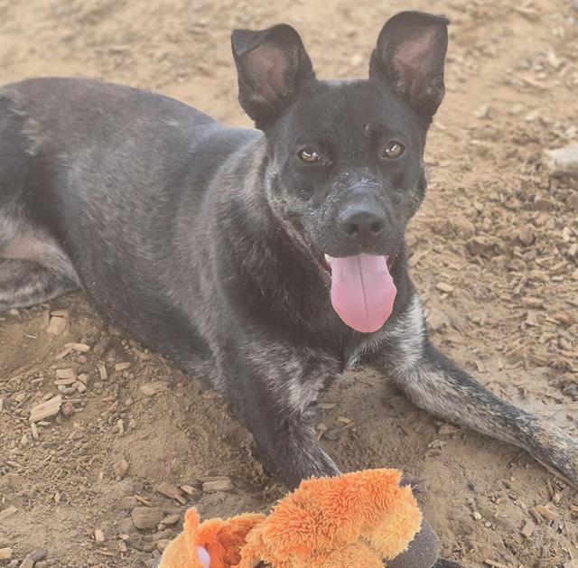 JENNY, Adoptable, Adult Female Australian Cattle Dog / Blue Heeler & Labrador Retriever.