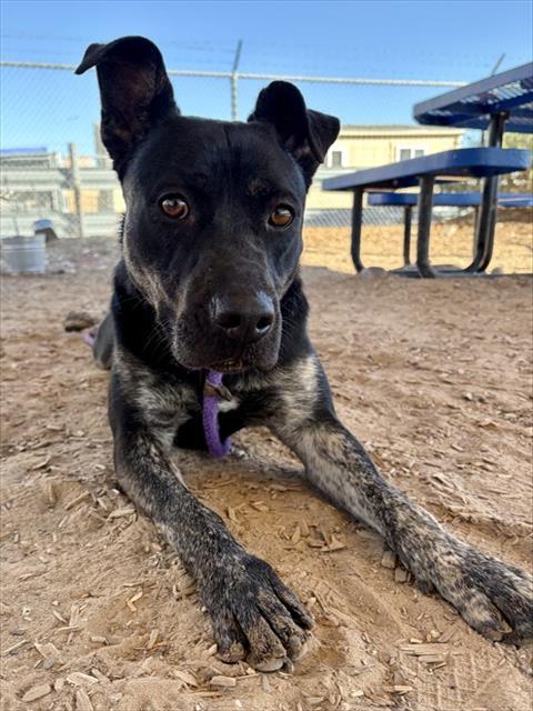 Enlarge JENNY, a Adoptable mixed breed in Albuquerque, NM image 1/1