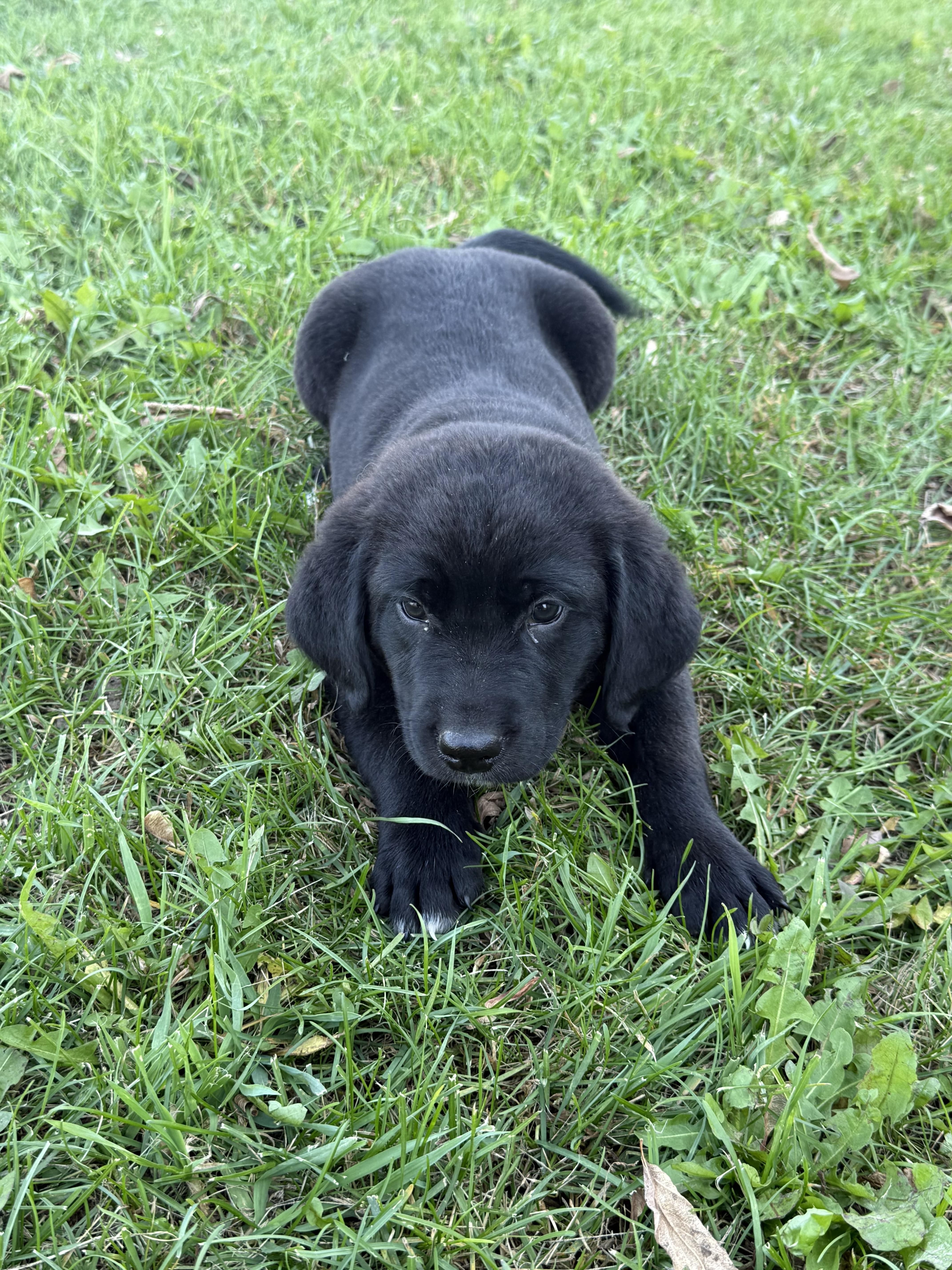 Enlarge Martin, a Adoptable mixed breed in Hales corners, WI image 2/3