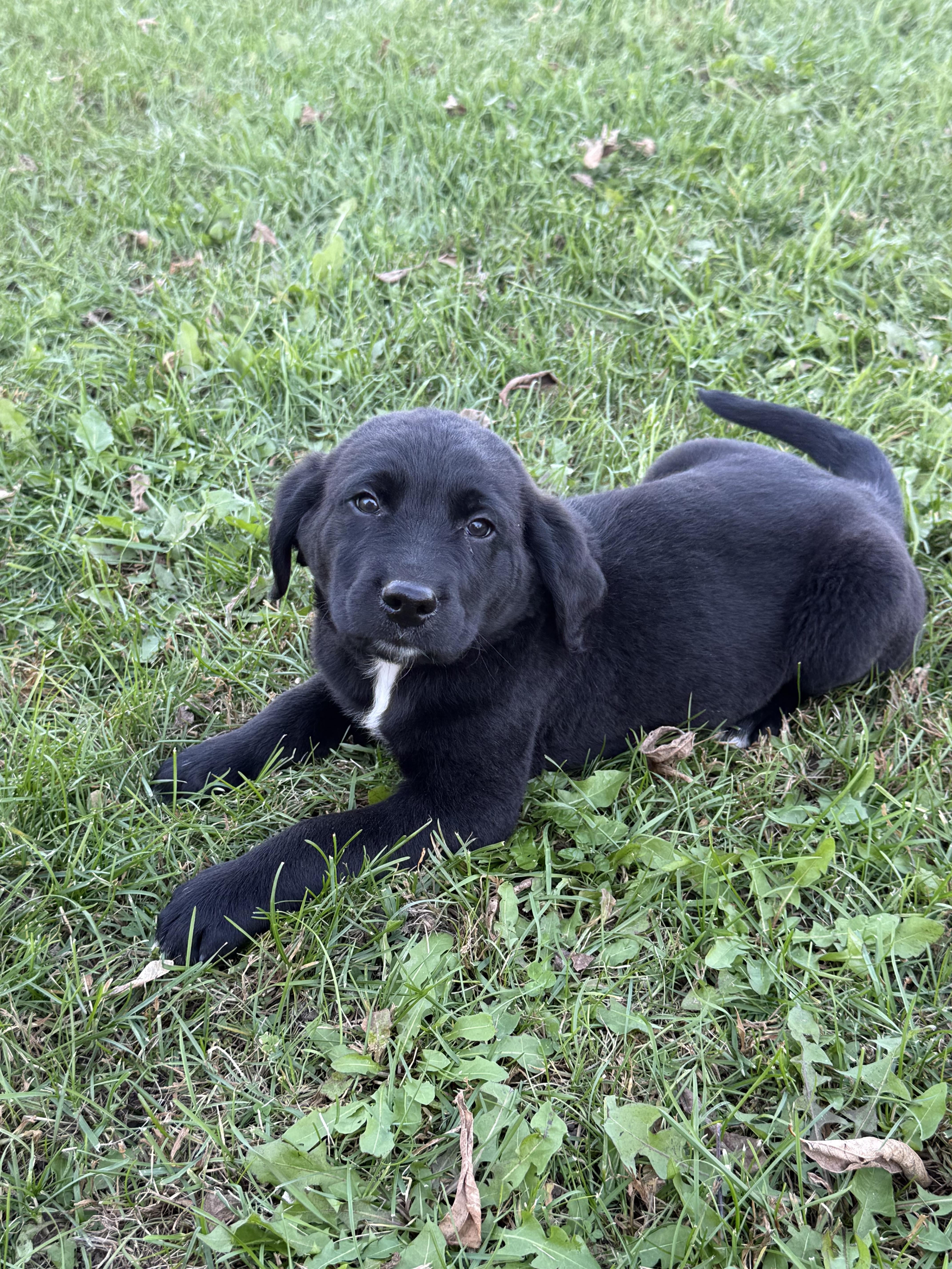 Enlarge Martin, a Adoptable mixed breed in Hales corners, WI image 3/3