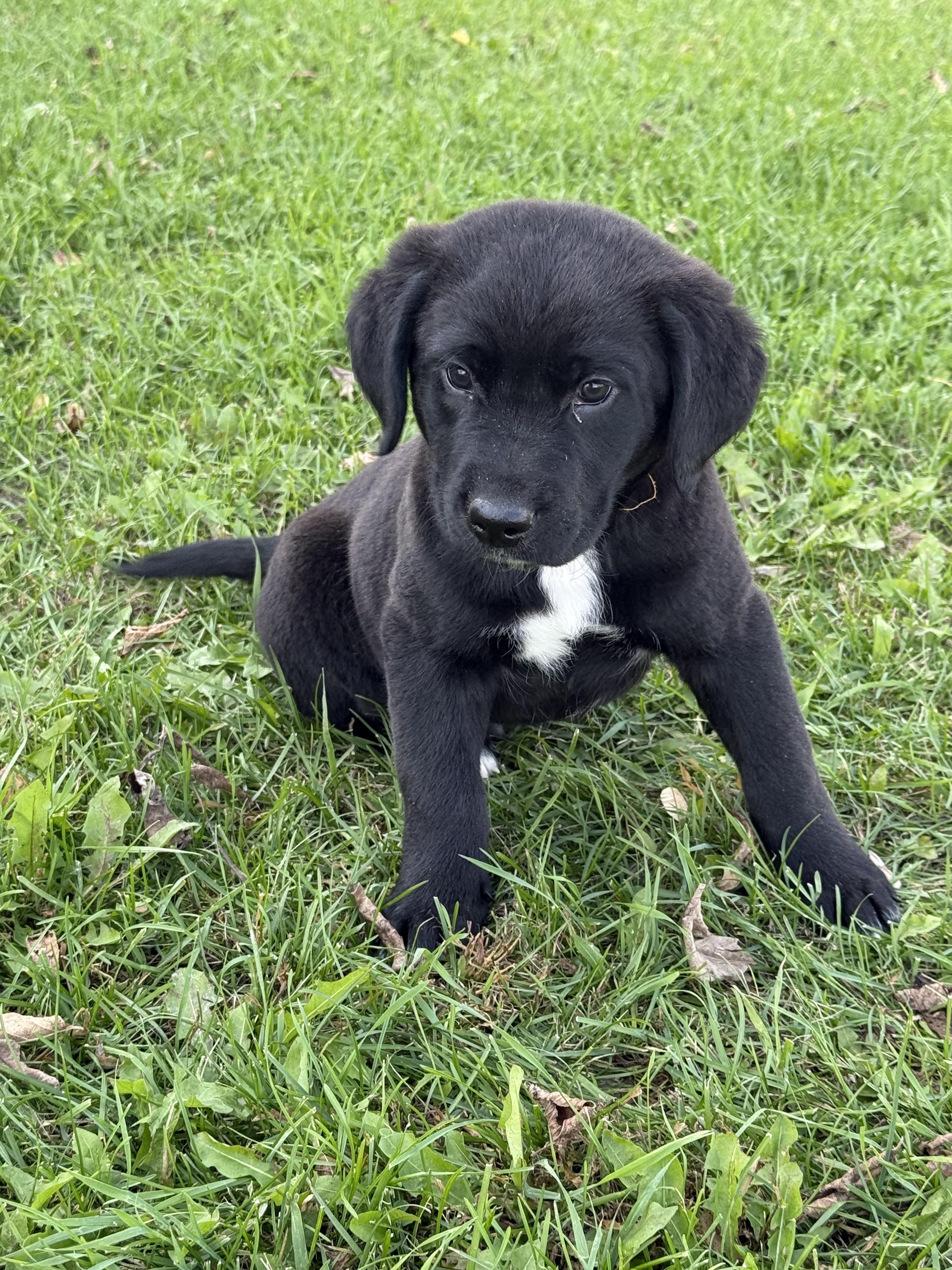 Martin, Adoptable, Puppy Male Chocolate Labrador Retriever.