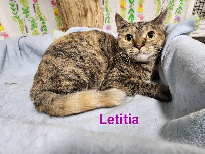 Letitia, Adoptable, Young Female Domestic Short Hair.