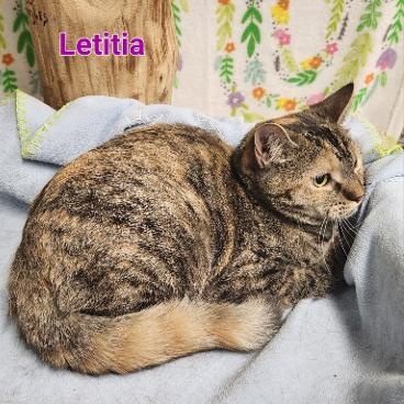 Enlarge Letitia, a Adoptable mixed breed in Whitewater, WI image 2/4