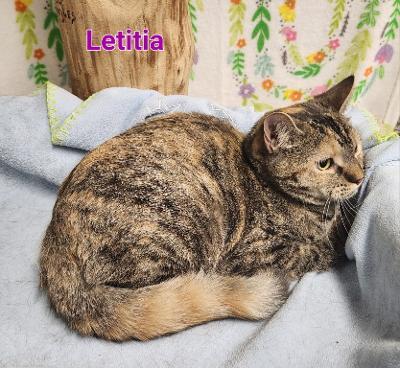 Letitia, a Adoptable mixed breed in Whitewater, WI image 2/3
