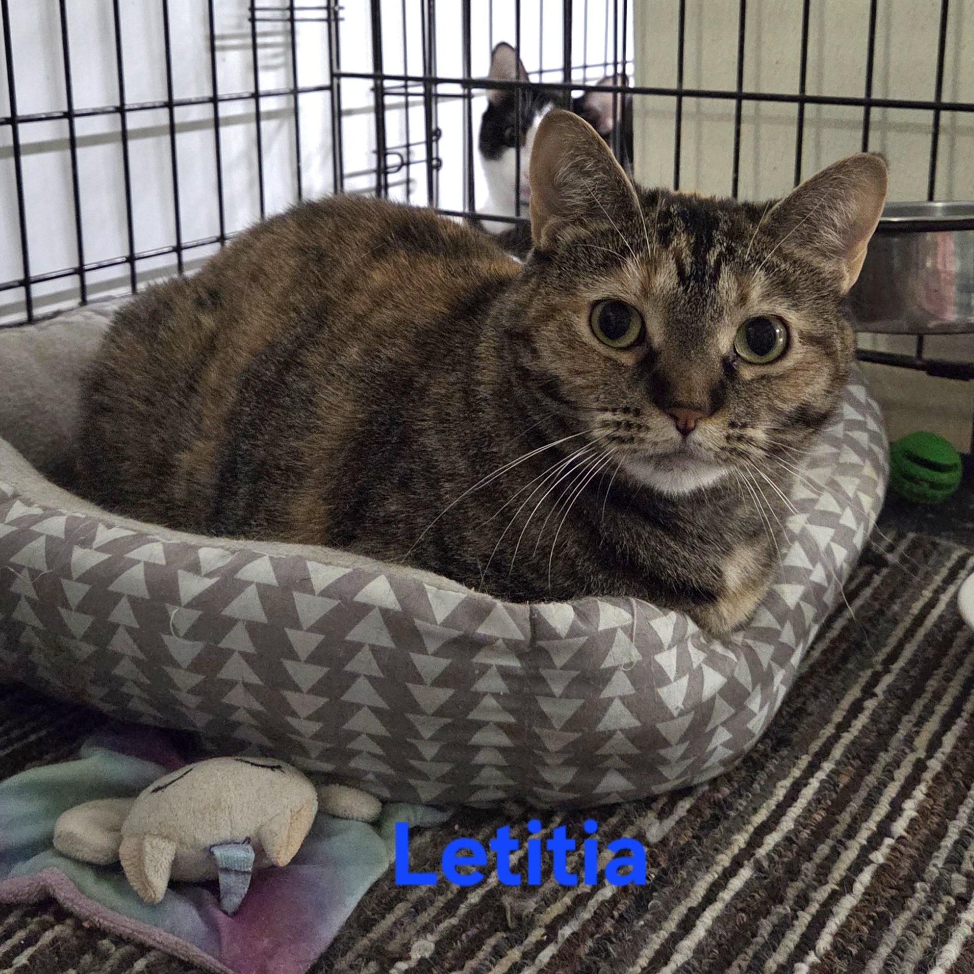 Letitia, Adoptable, Young Female Domestic Short Hair.