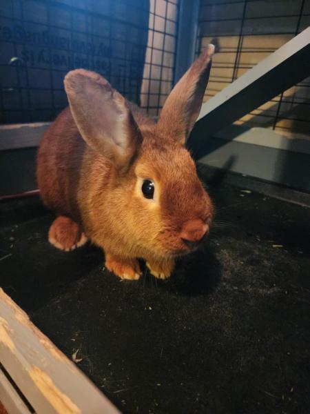 Callie, Adoptable, Adult Female Bunny Rabbit.