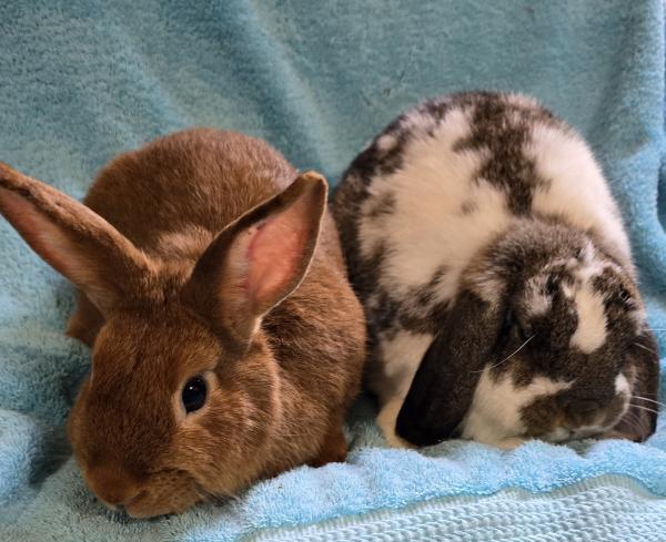Enlarge Callie, a Adoptable Bunny Rabbit in Kalamazoo, MI image 2/4