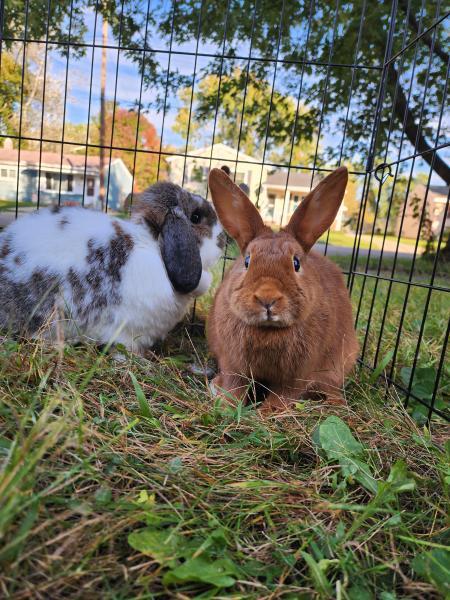 Enlarge Callie, a Adoptable Bunny Rabbit in Kalamazoo, MI image 3/4