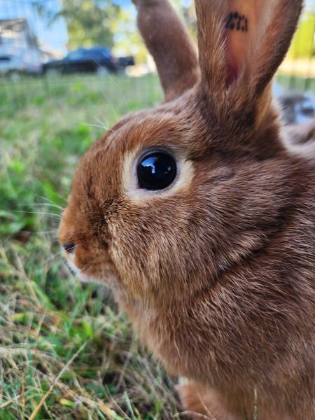 Enlarge Callie, a Adoptable Bunny Rabbit in Kalamazoo, MI image 4/4