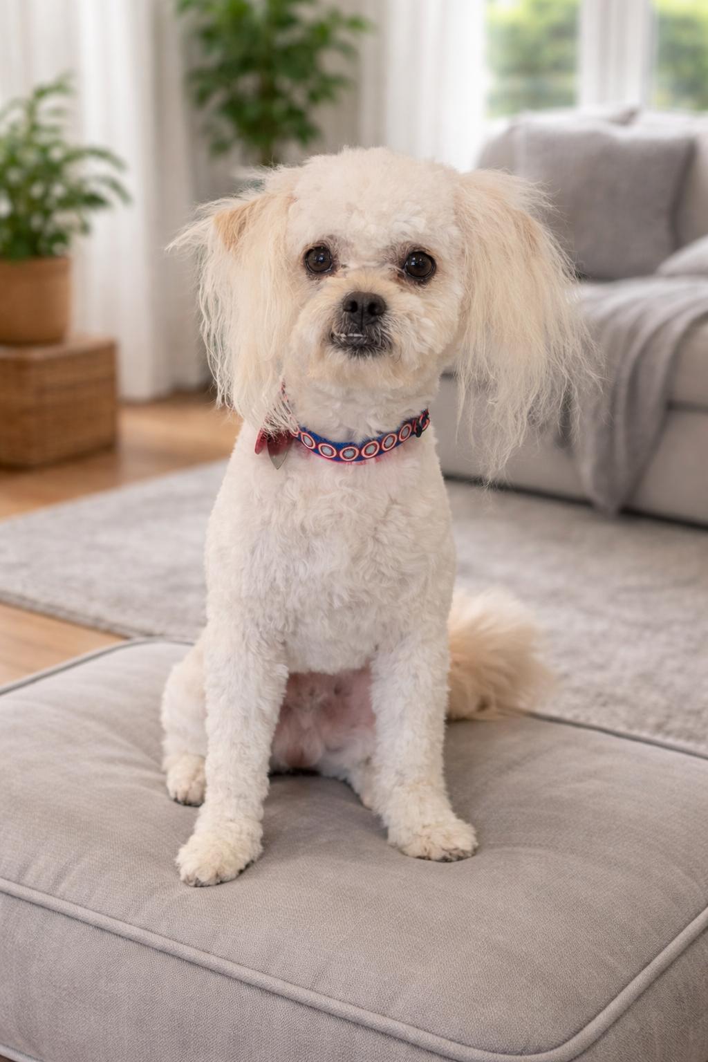 Enlarge Mopsy, an adopted mixed breed in Phoenix, AZ image 2/2