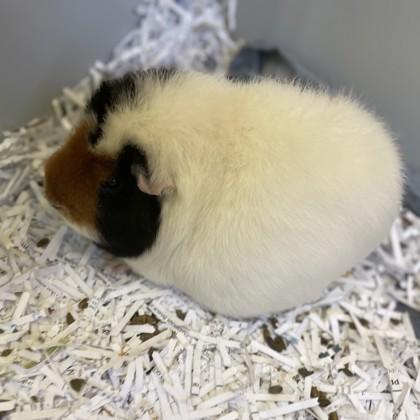 Honey Buns, Adoptable, Adult Female Guinea Pig & Guinea Pig.