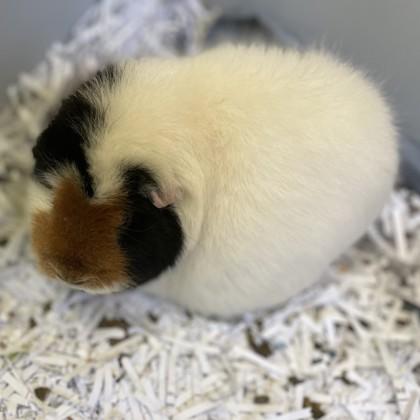 Enlarge Honey Buns, a Adoptable mixed breed in East Montpelier, VT image 1/3