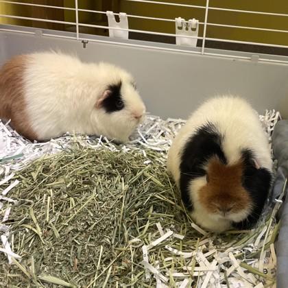 Enlarge Honey Buns, a Adoptable mixed breed in East Montpelier, VT image 3/3