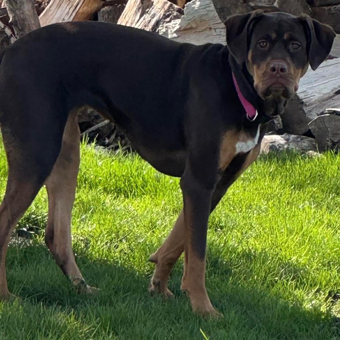 Aelin, a ADOPTABLE mixed breed in Rochester, NY image 5/6